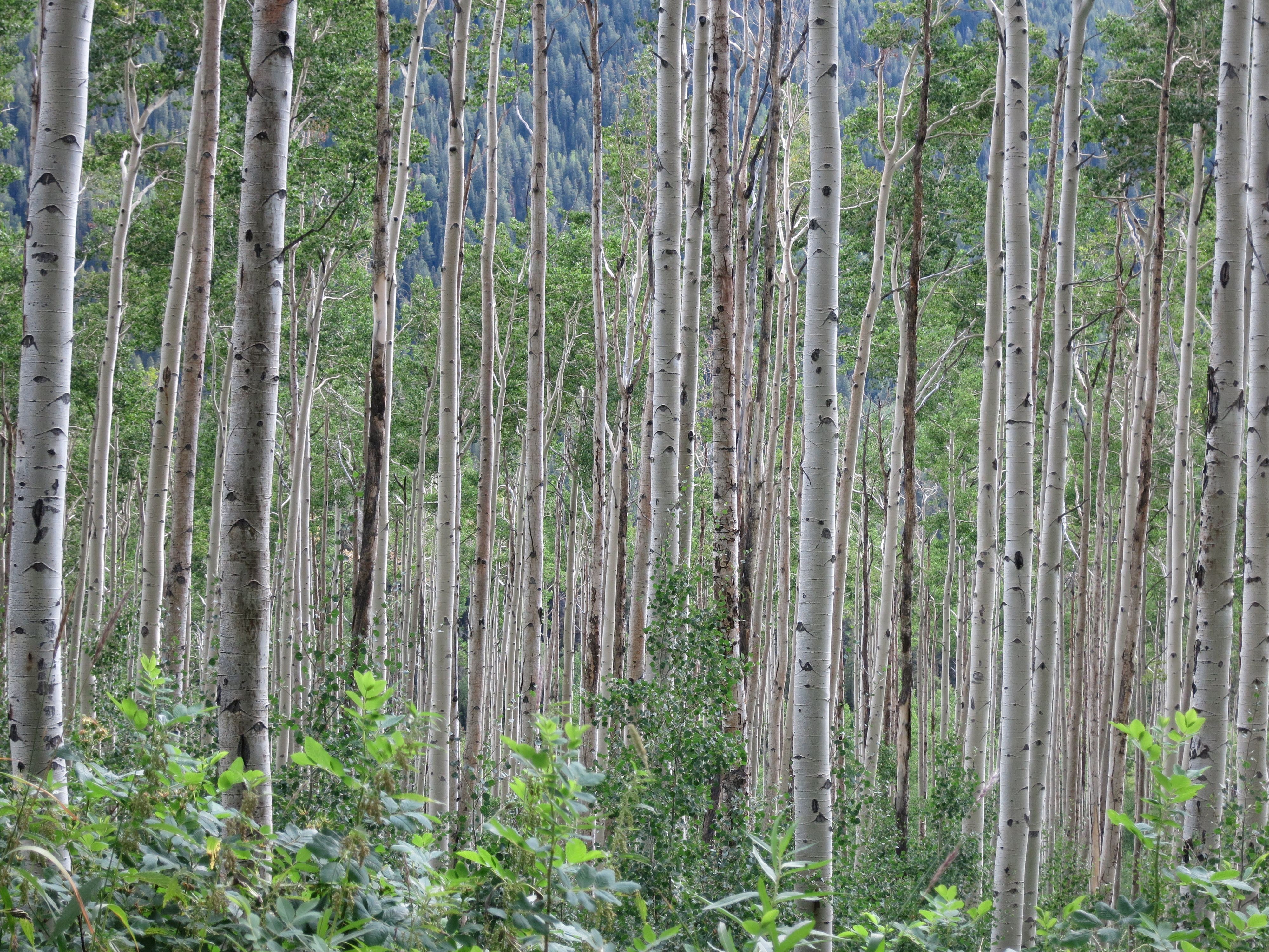 Aspens in White River National Forest